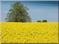 Trees in a rape field in CV35 9HX