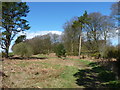 Backmuir Wood in DD2 5QN