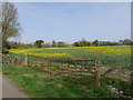 Rape field by Bowdell Lane in TN29 9UG
