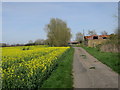 Rape field & farm buildings, Grove Lane in TN29 9RR