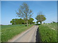 An Essex lane in May in CO9 2TN