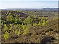 Thursley Common from the plateau in GU8 6QA