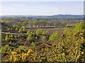 Thursley Common: view towards Parish Field in GU8 6QA