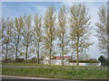 Trees beside the Caister By-Pass (A149) in NR30 5TF