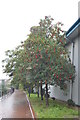 Rowan tree by Five Weirs Walk in S4 8DY