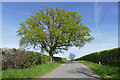 Hedgerow oak, Chilbrook Road in KT11 3PB