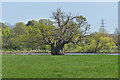 Ancient oak near Cobham in KT11 3PB