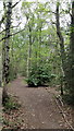 Woodlands - Oxshott Heath in KT11 2EY