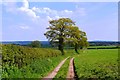 Trees in the hedgerow in ST18 9BS