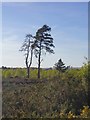 Thursley Common: heathland with pines (1) in GU8 6QA