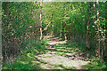 Bridleway along the edge of Hempstead Wood in CB10 2NZ