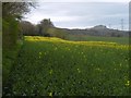 Oilseed rape, Currie in EH14 7DA