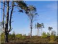 Thursley Common: heathland with pines (2) in GU8 6NB