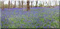 Little Wix Wood, Bluebells in KT24 6JH