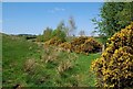 Gorse and Grass Near Dalrymple in KA6 6BT