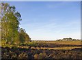 Thursley Common: view north-east in GU8 6QA