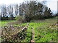 Footpath with dead tree in RH20 3AG