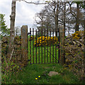 Gate and gorse in Preston Patrick