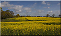 Rapeseed fields Fron Goch in Ruabon Community