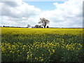 Oilseed rape crop off Flixton Road in NR32 5PQ