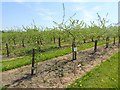 Orchard at Surrenden in TN27 0PR