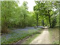 Bluebell wood on the long walk round the Sissinghurst estate in TN17 2AB