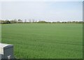 View from a Newcastle-Edinburgh train - farmland near Longhirst in Longhirst