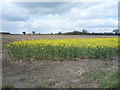 Oilseed rape off Market Lane in Somerleyton, Ashby and Herringfleet