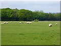 Field with sheep off Shadoxhurst Road in TN26 3PW