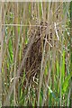 Reed Dwellers Nest in CM9 6PW