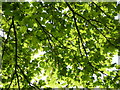 Sunlight through the leaves of a sycamore tree, Hythe in CT21 4PJ