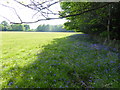Large field west of Old Hollow with bluebells in RH10 3FT