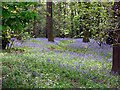 Bluebells in the trees at Yorkshire Wildlife Park in DN3 3LX