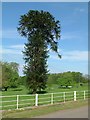 Chilean pine (araucaria), Ayston in LE15 9AE
