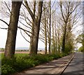 Trees lining the B4211, Upton Upon Severn in WR8 0JH