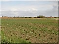 Arable field near Newbiggin in NE63 9HE