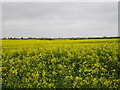Oilseed rape as far as the eye can see in DN36 4JX