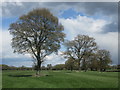 Trees in a field near Park Farm in HP16 9QH