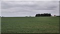 Field near Bird's Pastures Farm in CB23 8BE