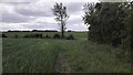 Corner of Field near Honeyhill Wood in Childerley