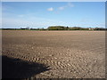 Field off Mautby Lane in Mautby