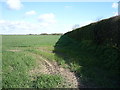 Crop field and hedgerow in NR29 3EW