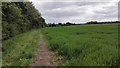 Edge of Field near Wood Walk Spinney in Childerley