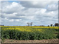 Oilseed rape crop off Mill Road in NR29 3EB