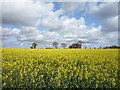 Oilseed rape crop north of Mill Road in NR29 3EB
