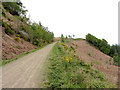 Forestry track on Pen y Foel in CF45 4PP