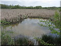 Wetland near Aberaman in CF44 6TT
