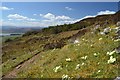 Wild Primroses on Ben Bhraggie, Scotland in KW10 6UE