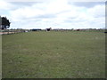 Grazing off Castle Lane in West Caister