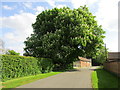 Horse chestnut in flower, Whatton in the Vale in NG13 9EQ
